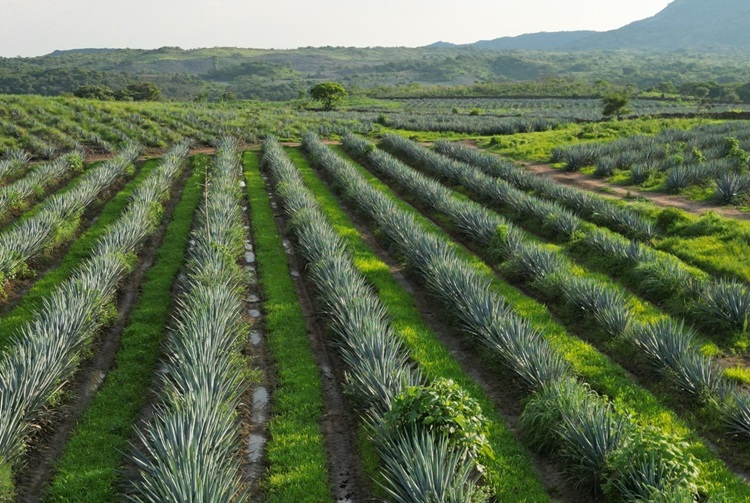 Comienza registro de productores de agave en Jalisco | NTR Guadalajara